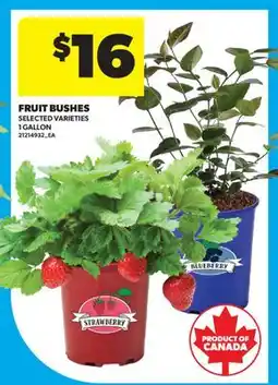 Real Canadian Superstore FRUIT BUSHES, 1 GALLON offer