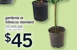 Fortinos GARDENIA OR HIBISCUS STANDARD, 10 inch pot offer