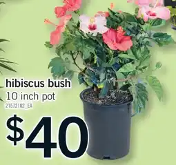 Fortinos HIBISCUS BUSH, 10 INCH POT offer