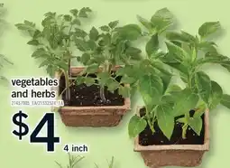Fortinos VEGETABLES AND HERBS, 4 inch offer
