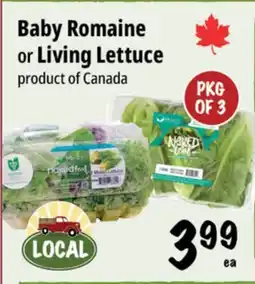Farm Boy Baby Romaine or Living Lettuce offer