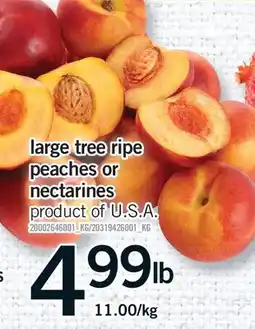 Fortinos LARGE TREE RIPE PEACHES OR NECTARINES offer
