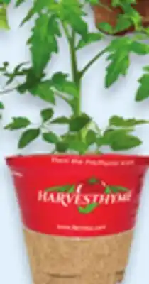 Walmart 4 Vegetable or herb plants offer