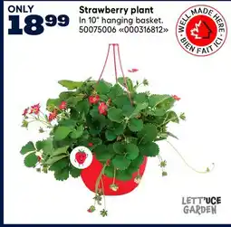 RONA Strawberry plant offer