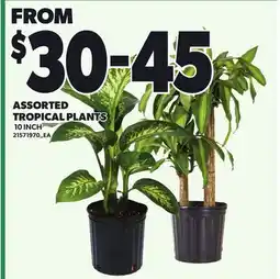 Loblaws ASSORTED TROPICAL PLANTS, 10 INCH offer