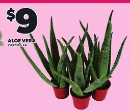 Loblaws ALOE VERA offer