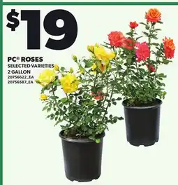 Loblaws PC ROSES, 2 GALLON offer