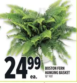 Metro BOSTON FERN HANGING BASKET offer