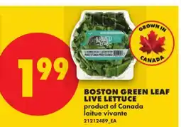 No Frills BOSTON GREEN LEAF LIVE LETTUCE offer