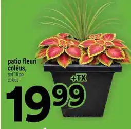Super C patio fleuri coléus offer