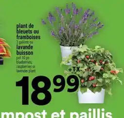 Super C plant de bleuets ou framboises ou lavande buisson offer