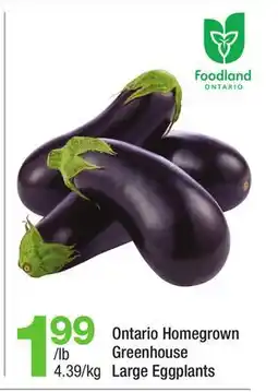 Highland Farms Ontario Homegrown Greenhouse Large Eggplants offer