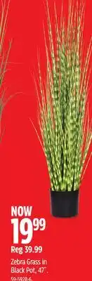 Canadian Tire Zebra Grass in Black Pot, 47˝ offer