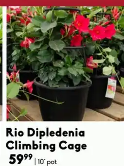 Sheridan Nurseries Rio Dipledenia Climbing Cage offer
