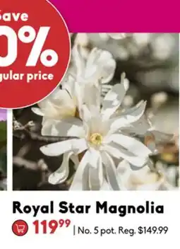 Sheridan Nurseries Royal Star Magnolia offer