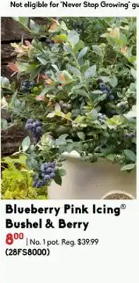 Sheridan Nurseries Blueberry Pink Icing Bushel & Berry offer