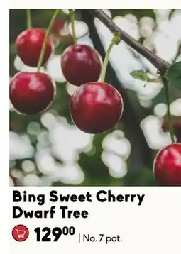 Sheridan Nurseries Bing Sweet Cherry Dwarf Tree offer