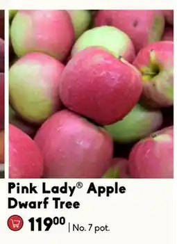 Sheridan Nurseries Pink Lady Apple Dwarf Tree offer
