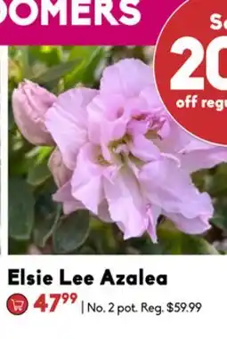 Sheridan Nurseries Elsie Lee Azalea offer