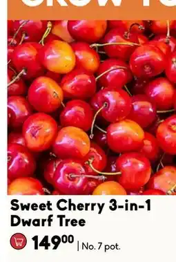 Sheridan Nurseries Sweet Cherry 3-in-1 Dwarf Tree offer