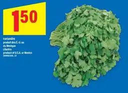 Maxi Cilantro offer