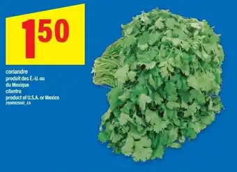 Maxi Cilantro offer
