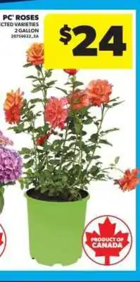 Real Canadian Superstore PC Roses offer