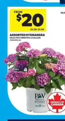 Real Canadian Superstore Assorted Hydrangea offer