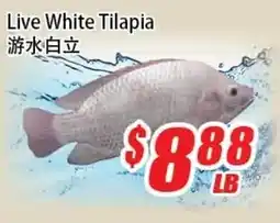 WinCo Food Mart Live White Tilapia offer