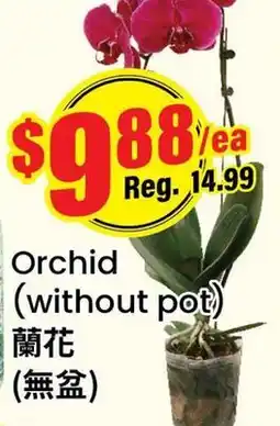 Terra Foodmart Orchid (without pot) offer