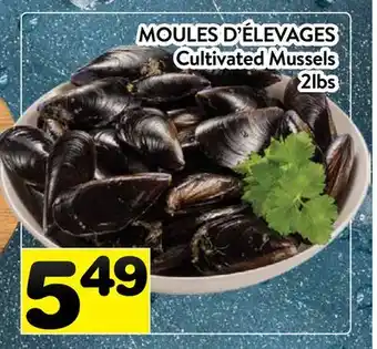 Supermarché PA MOULES D'ÉLEVAGES | Cultivated Mussels offer