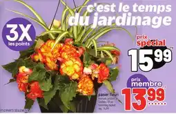 Metro PANIER FLEURI | BLOOMING BASKET offer