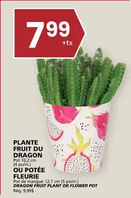 Rachelle-Bery Grocery DRAGON FRUIT PLANT OR FLOWER POT offer