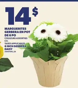 Provigo MARGUERITES GERBERA EN POT DE 6 PO | 6 INCH GERBERA DAISY offer