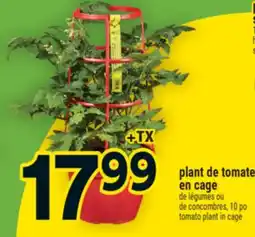 Super C PLANT DE TOMATES EN CAGE | TOMATO PLANT IN CAGE offer