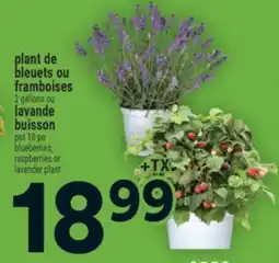 Super C plant de bleuets | blueberries plant offer