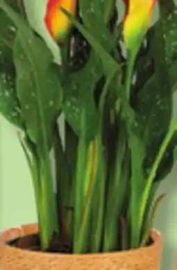 IGA CACTUS, CALLA LILY, THANK YOU TEACHER OR SUCCULENT offer