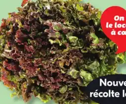 IGA RED OR GREEN LEAF LETTUCE offer