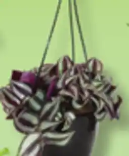 IGA HANGING PLANT offer
