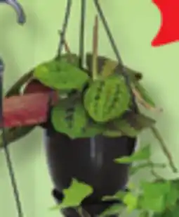 IGA LES INDISPENSABLES HANGING PLANT offer