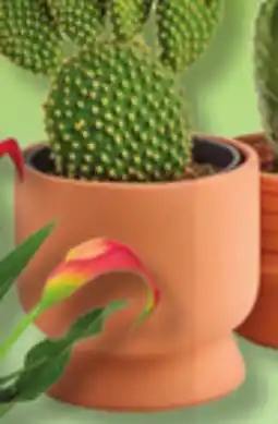 IGA CACTUS offer
