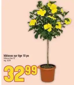 Marché Adonis hibiscus sur tige 10 po | hibiscus tree 10 offer