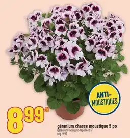 Marché Adonis géranium chasse moustique 5 po | geranium mosquito repellent 5 offer
