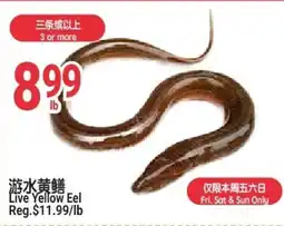 SunFood Supermarket Live Yellow Eel offer