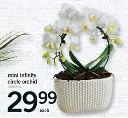 Fortinos MINI INFINITY CIRCLE ORCHID offer