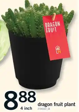 Fortinos DRAGON FRUIT PLANT, 4 inch offer