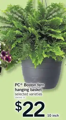 Fortinos PC BOSTON FERN HANGING BASKET, 10 INCH offer