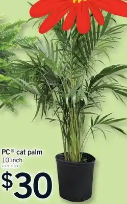 Fortinos PC CAT PALM, 10 inch offer