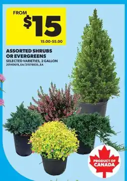 Real Canadian Superstore ASSORTED SHRUBS OR EVERGREENS, 2 GALLON offer