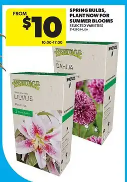 Real Canadian Superstore SPRING BULBS, PLANT NOW FOR SUMMER BLOOMS offer